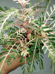 Phyllanthus Urinaria Variegata