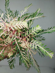 Phyllanthus Urinaria Variegata
