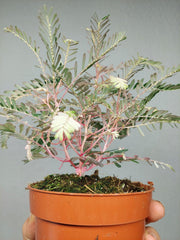 Phyllanthus Urinaria Variegata