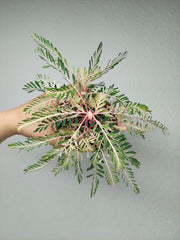 Phyllanthus Urinaria Variegata