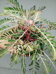 Phyllanthus Urinaria Variegata