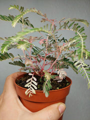 Phyllanthus Urinaria Variegata
