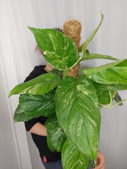 Monstera Lechleriana Variegata