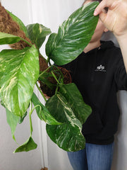 Monstera Lechleriana Variegata