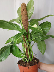 Monstera Lechleriana Variegata