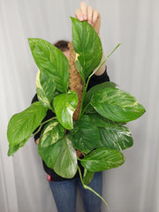 Monstera Lechleriana Variegata