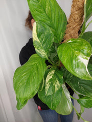 Monstera Lechleriana Variegata
