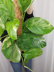 Monstera Lechleriana Variegata