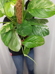 Monstera Lechleriana Variegata