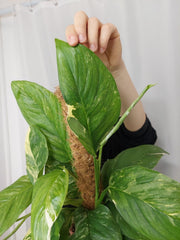 Monstera Lechleriana Variegata
