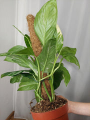 Monstera Lechleriana Variegata