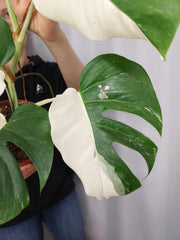 Monstera Variegata Halfmoon