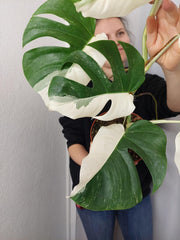 Monstera Variegata Halfmoon