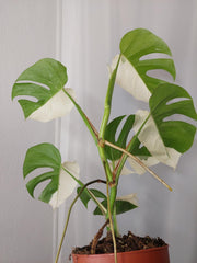 Monstera Variegata Halfmoon