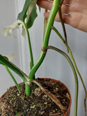 Monstera Variegata Halfmoon