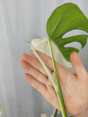 Monstera Variegata Halfmoon