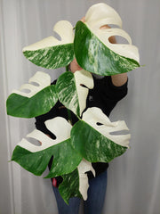 Monstera Variegata Halfmoon