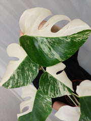 Monstera Variegata Halfmoon