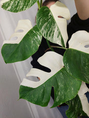 Monstera Variegata Halfmoon