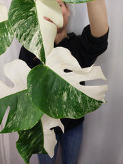 Monstera Variegata Halfmoon