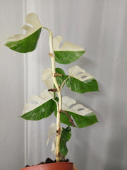 Monstera Variegata Halfmoon