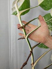 Monstera Variegata Halfmoon