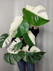 Monstera Variegata Halfmoon