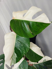 Monstera Variegata Halfmoon
