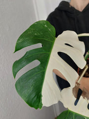 Monstera Variegata Halfmoon