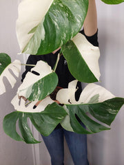 Monstera Variegata Halfmoon
