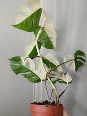 Monstera Variegata Halfmoon
