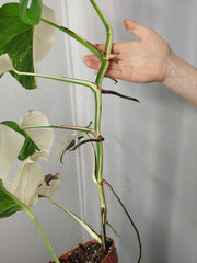 Monstera Variegata Halfmoon