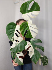 Monstera Variegata Halfmoon