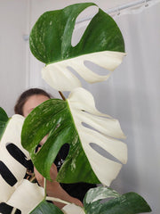 Monstera Variegata Halfmoon
