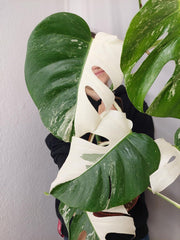 Monstera Variegata Halfmoon
