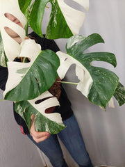 Monstera Variegata Halfmoon