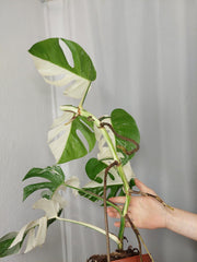 Monstera Variegata Halfmoon
