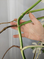 Monstera Variegata Halfmoon