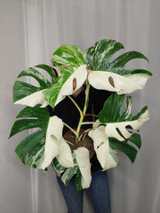 Monstera Variegata Halfmoon