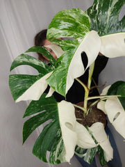 Monstera Variegata Halfmoon