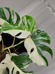 Monstera Variegata Halfmoon