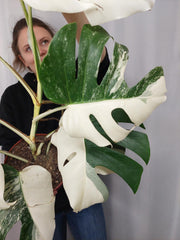 Monstera Variegata Halfmoon