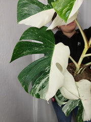 Monstera Variegata Halfmoon