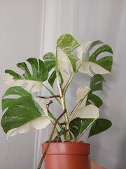 Monstera Variegata Halfmoon