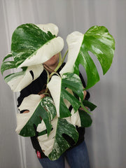 Monstera Variegata Halfmoon