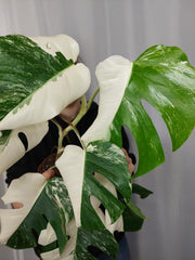 Monstera Variegata Halfmoon