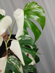 Monstera Variegata Halfmoon