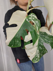 Monstera Variegata Halfmoon