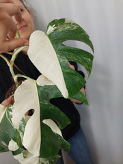 Monstera Variegata Halfmoon