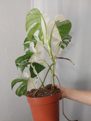 Monstera Variegata Halfmoon